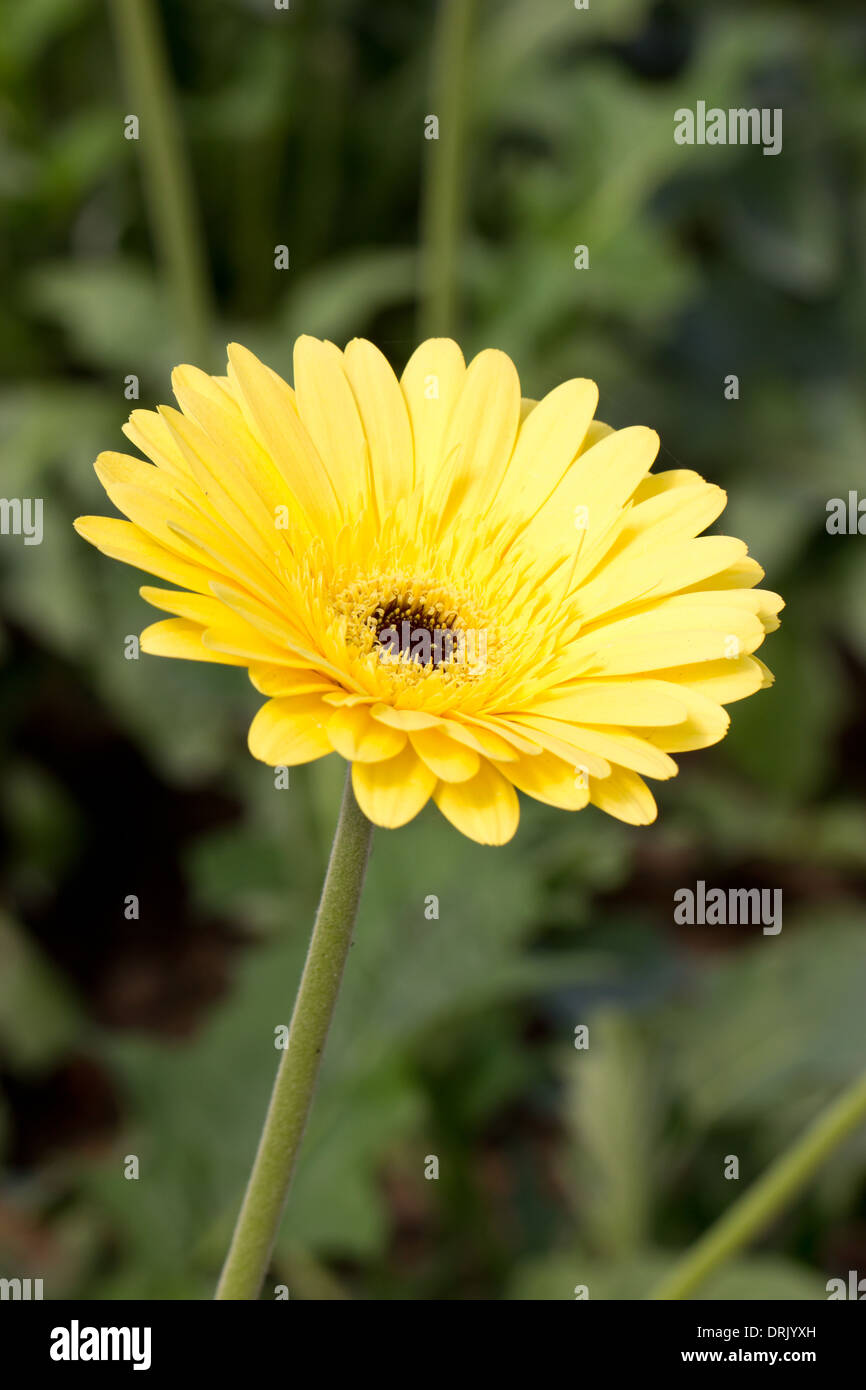 Gelbe Gerbera Blume (Brillanz). Stockfoto