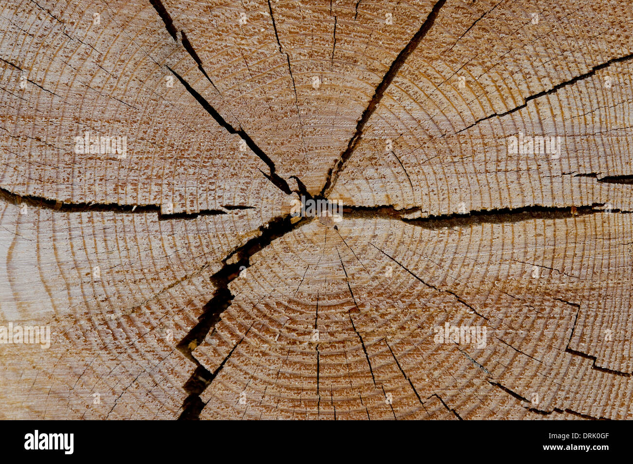 Querschnitt der Ponderosa Pine Tree Log zeigt Jahresringe. Stockfoto
