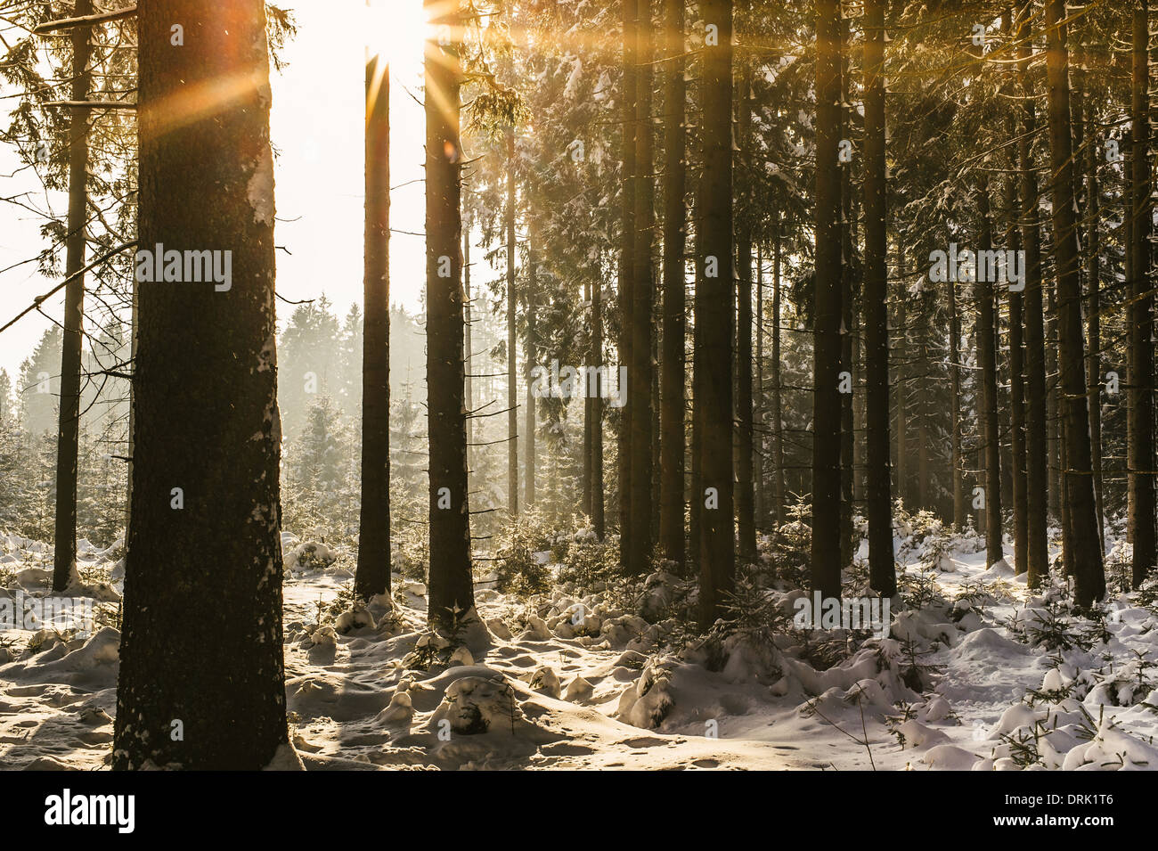 Sonnenuntergang in den Winterwald, genommen in Österreich Stockfoto