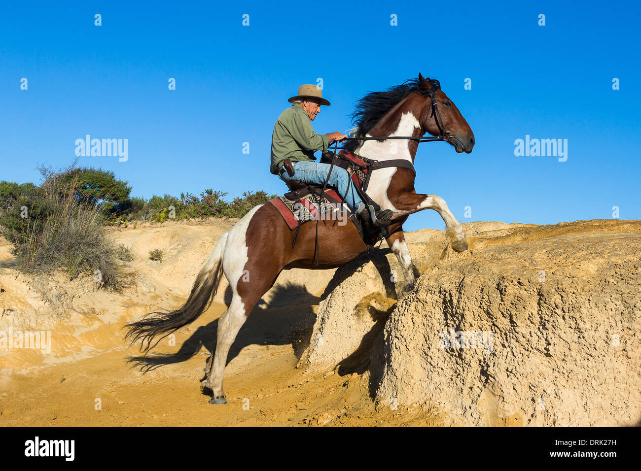 Connemara Pony - Dressur-Reiten - Trab Stockfotografie