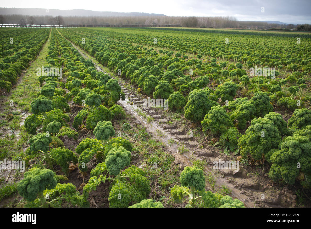 Felder von Kale in Broadward Hall Farm, Herefordshire, England, UK Stockfoto