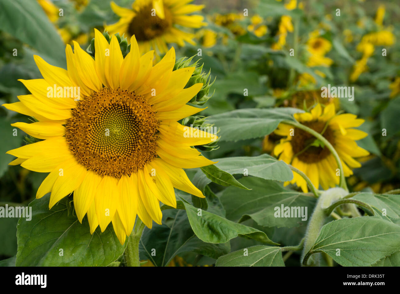 Detail von einem gelben Sonnenblumen in voller Blüte in einem Feld. Stockfoto