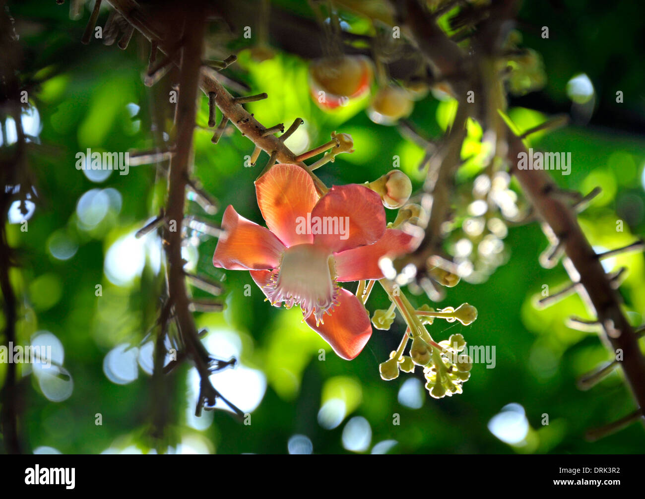 Blüte der Sal-Baum in Thailand, Shorea Robusta, auch bekannt als Sakhua Baum oder Shala Baum in ganz Asien. Stockfoto