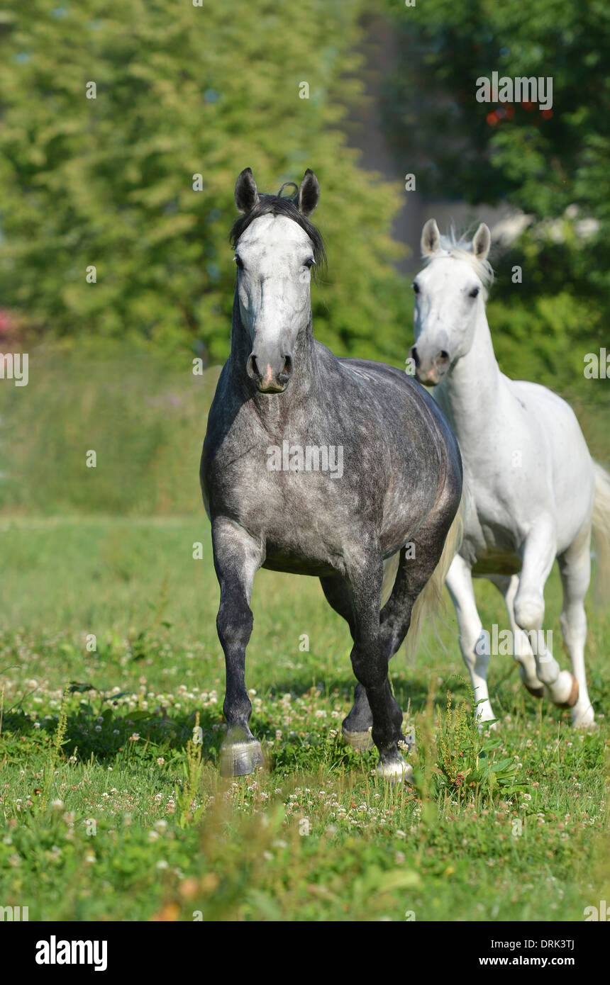 Lipizzaner Pferde zwei graue Wallache im Galopp auf der Weide Deutschland Stockfoto