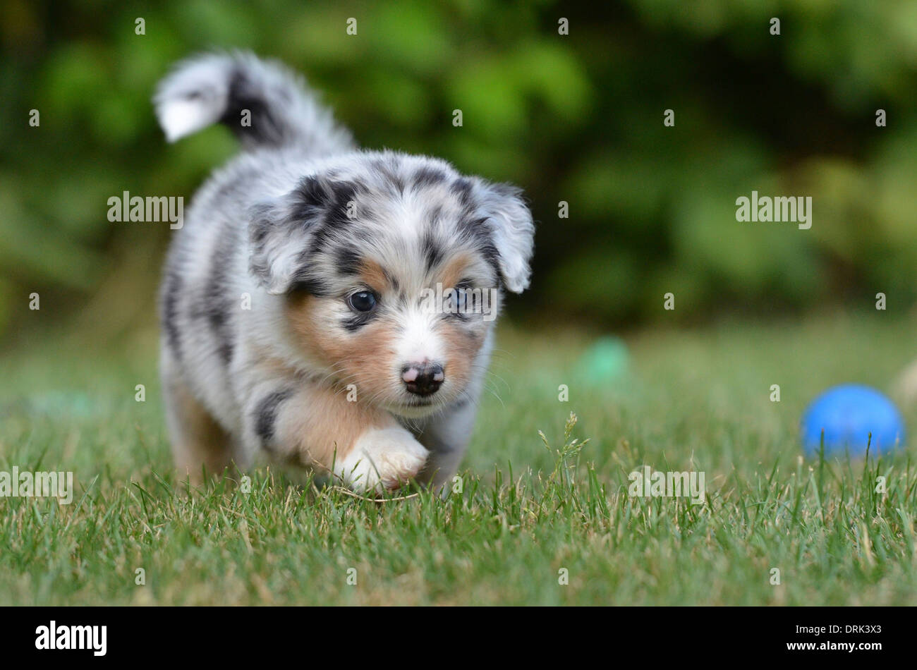 Australian Shepherd Welpen (5 Wochen alt) Fuß auf einer Wiese Deutschland  Stockfotografie - Alamy