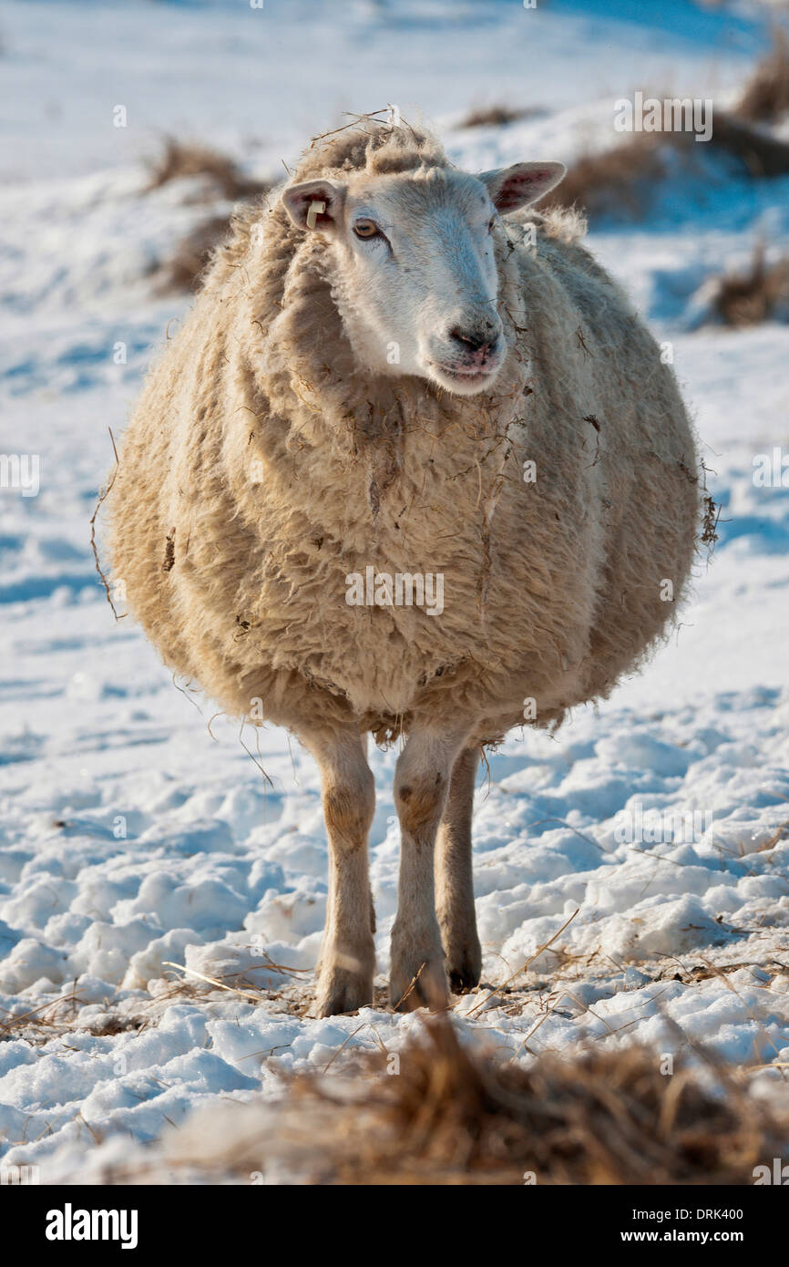 Hausschafe (Ovies Ammon Aries) schwanger Ewe stehen im Schnee Deutschland Stockfoto