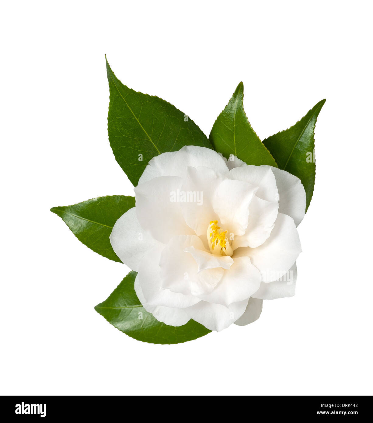 Weiße Blume, Isolated on White Background, Kamelie Stockfoto