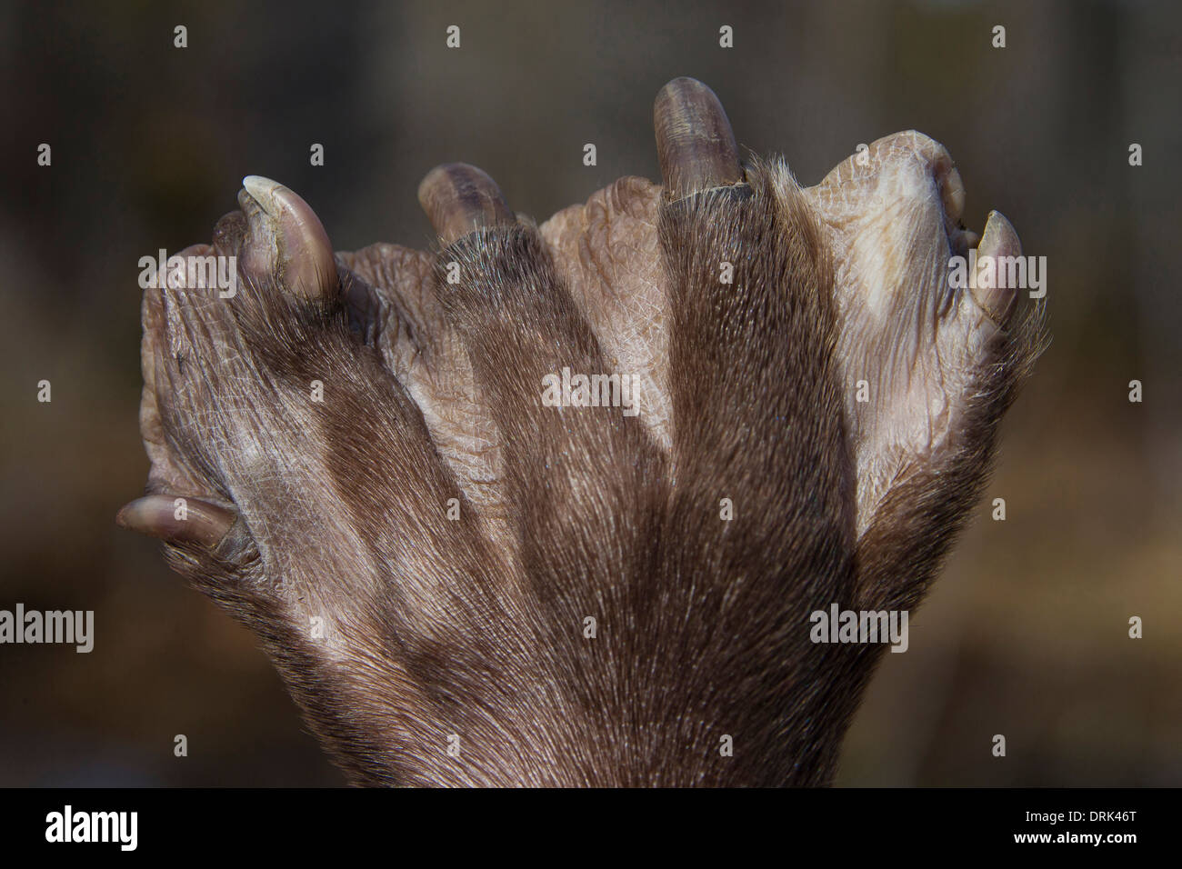 Europäischer Biber (Castor Fiber), Schwimmhäuten Hind-Fuß. Schweden Stockfoto