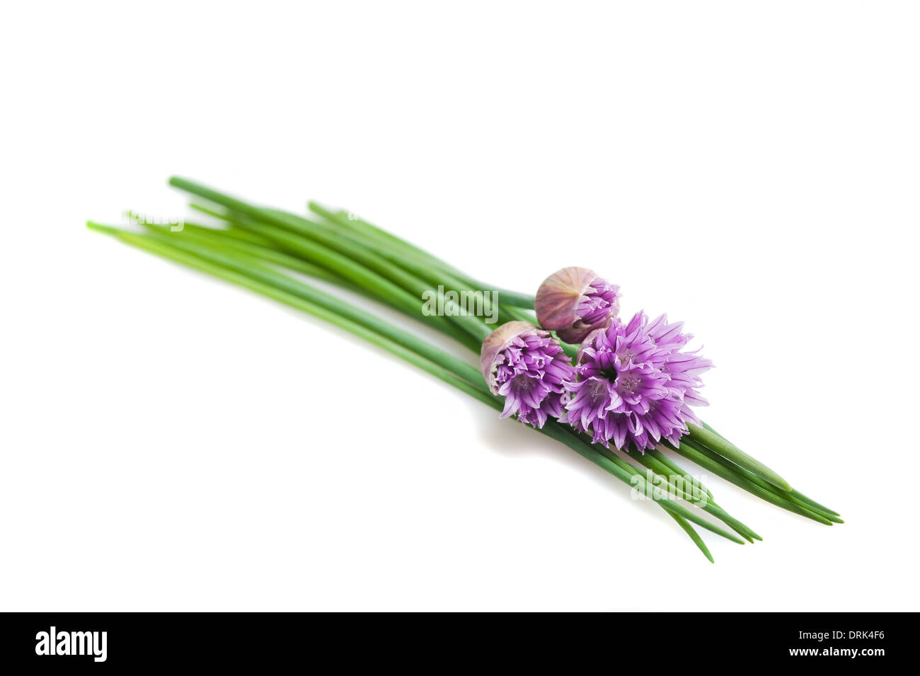 Schnittlauch Blumen isoliert auf weiss Stockfoto