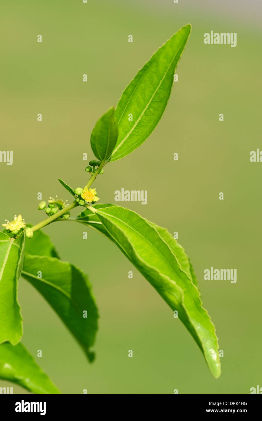 Jujube oder Chinesisch Datum (Zizyphus Jujuba, Zizyphus Sativa) Stockfoto