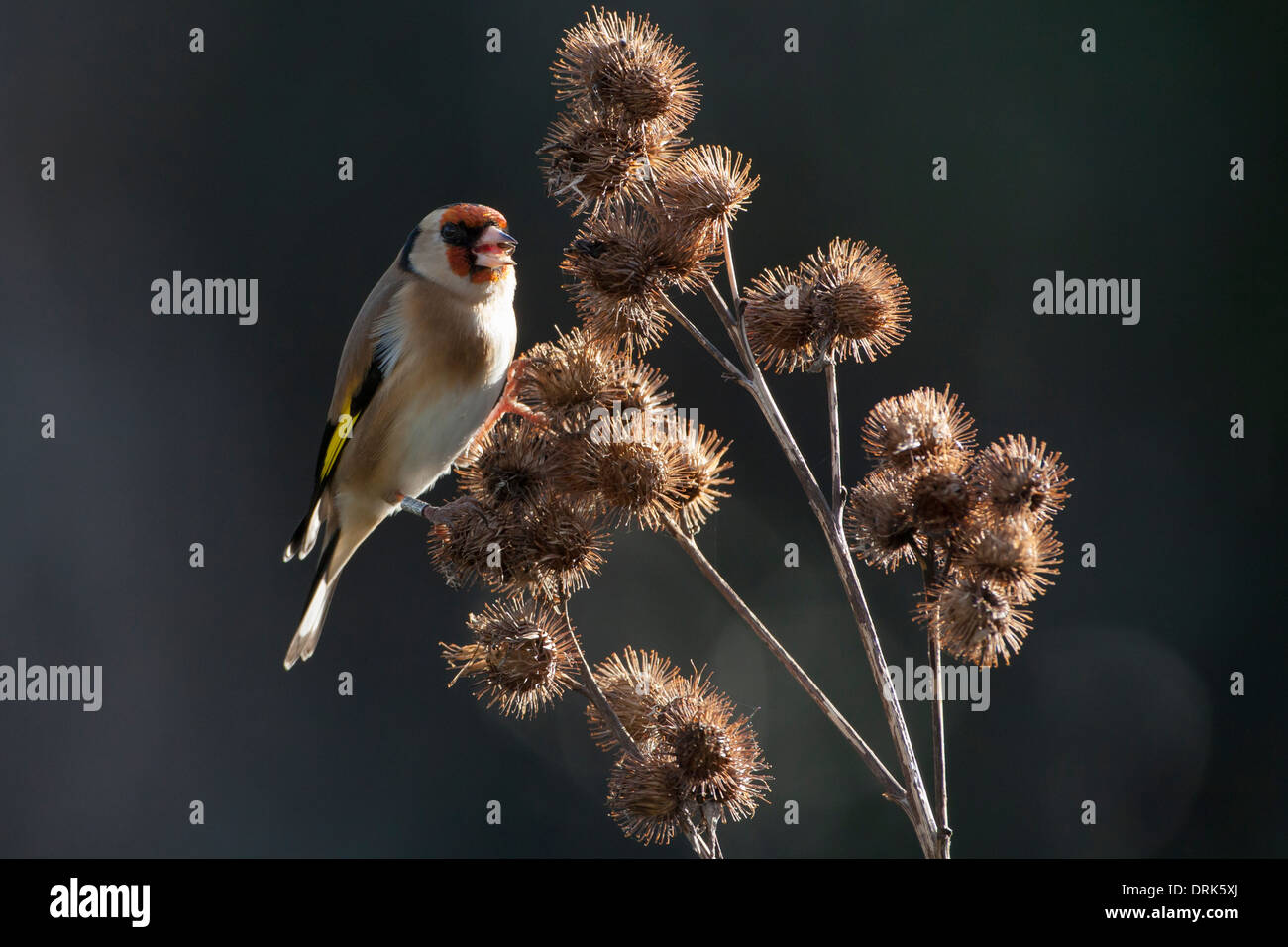 Goldfinchfeeding auf bieten in auffälligem Sonnenlicht Stockfoto