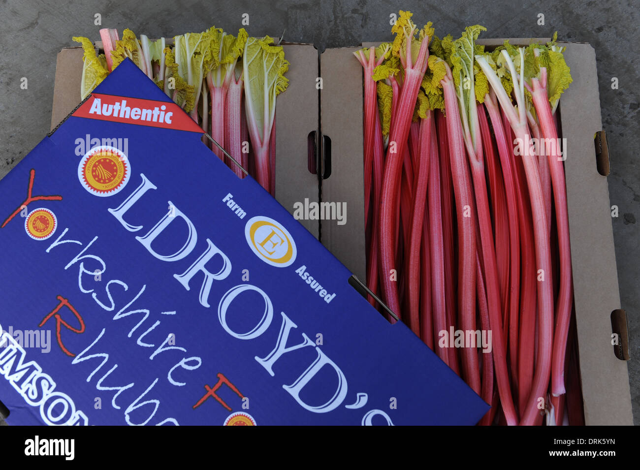 Rhabarber in Oldroyds Yorkshire Stockfoto