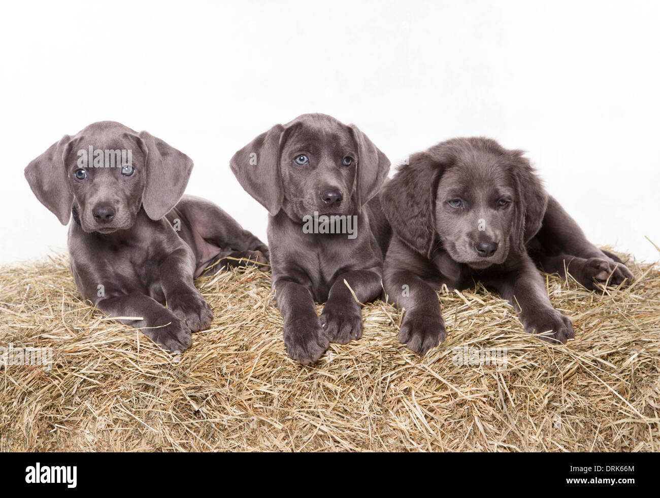 Weimaraner Hund. Drei Welpen auf einem Ballen Heu. Studio Bild vor einem weißen Hintergrund Stockfoto