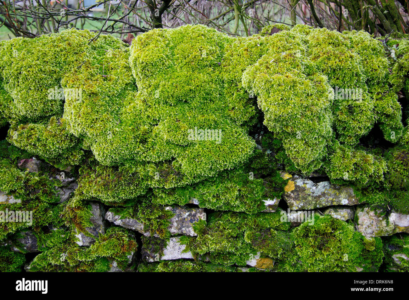 Dicken grünes Moos decken eine Trockenmauer an Chelmorton im Peak District National Park, Derbyshire, England, UK Stockfoto