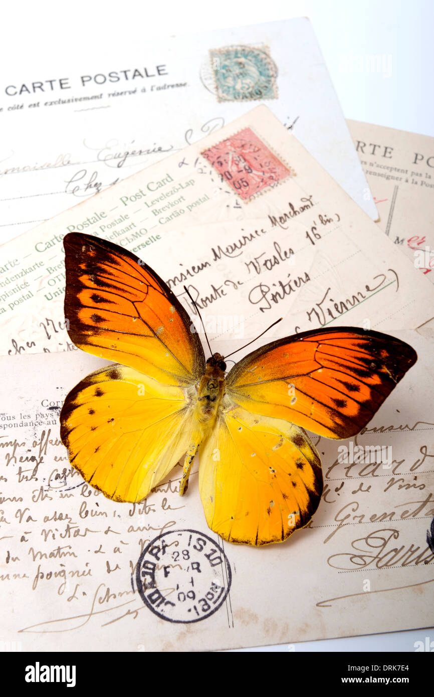 Orange Schmetterling auf Postkarten Stockfoto