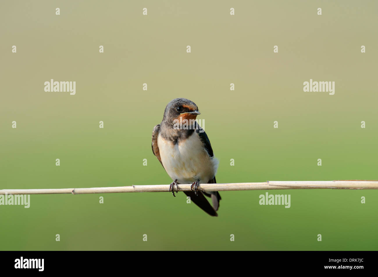 Rauchschwalbe (Hirundo Rustica), juvenile, Griechenland, Europa Stockfoto