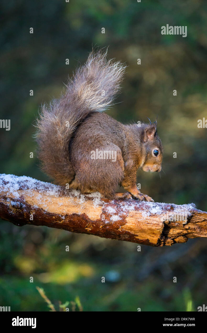 Porträt eines roten Eichhörnchens auf frostigen Log, Schottland Stockfoto