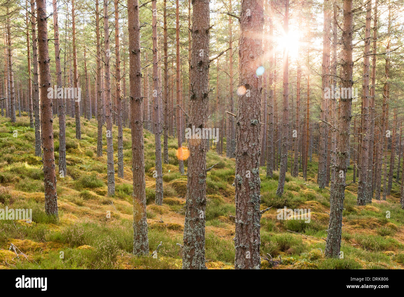 Scottish Highland Wald mit Morgensonne Stockfoto