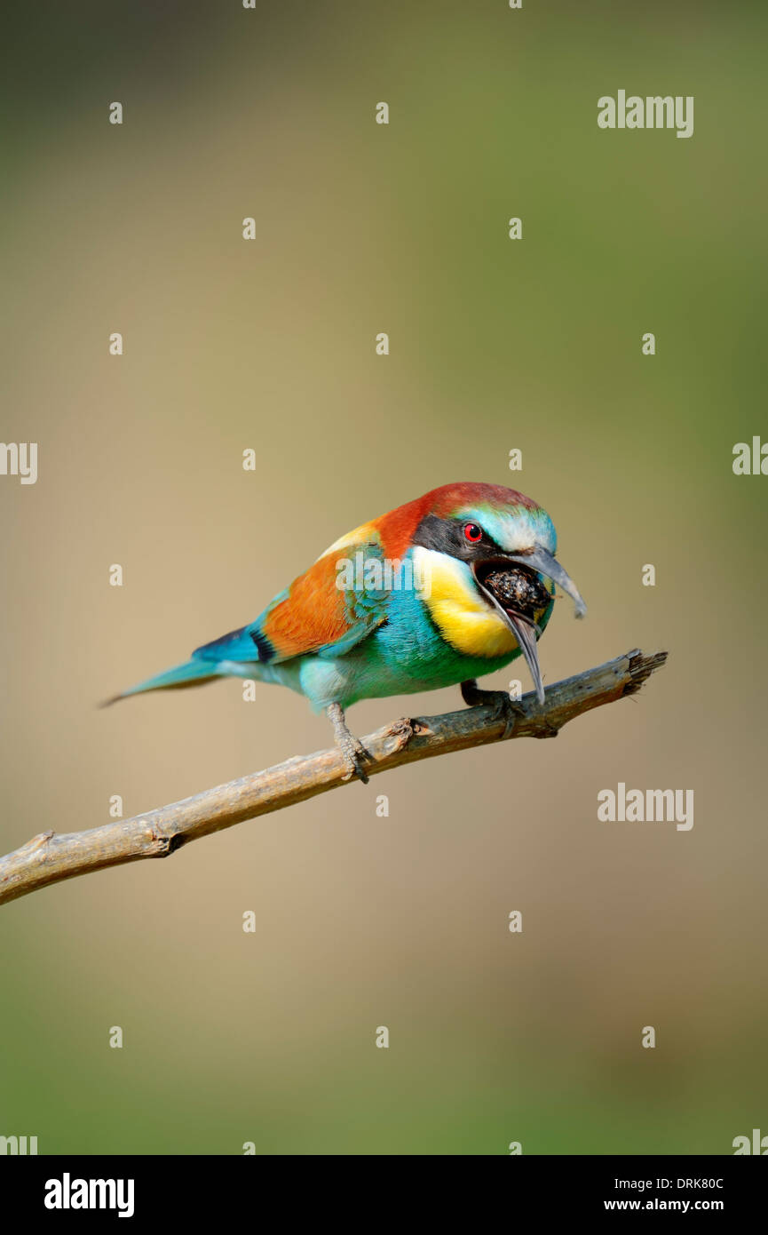 Europäische Bienenfresser (Merops Apiaster) Degorgieren Pellet, Griechenland, Europa Stockfoto