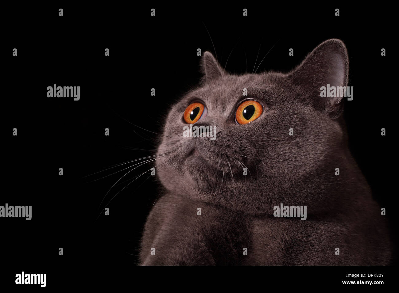Schnauze des grauen britische Katze mit gelben Augen auf schwarzem Hintergrund Stockfoto