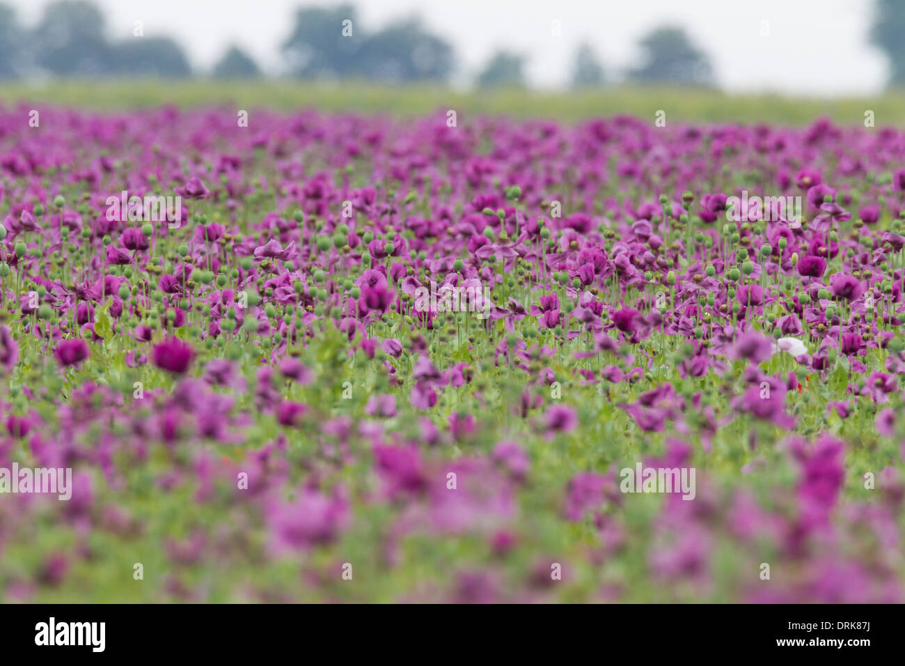 Mohnfeld Vilett Blumen Blumen Feld Mohn Mohnblumen Mohn Stockfoto