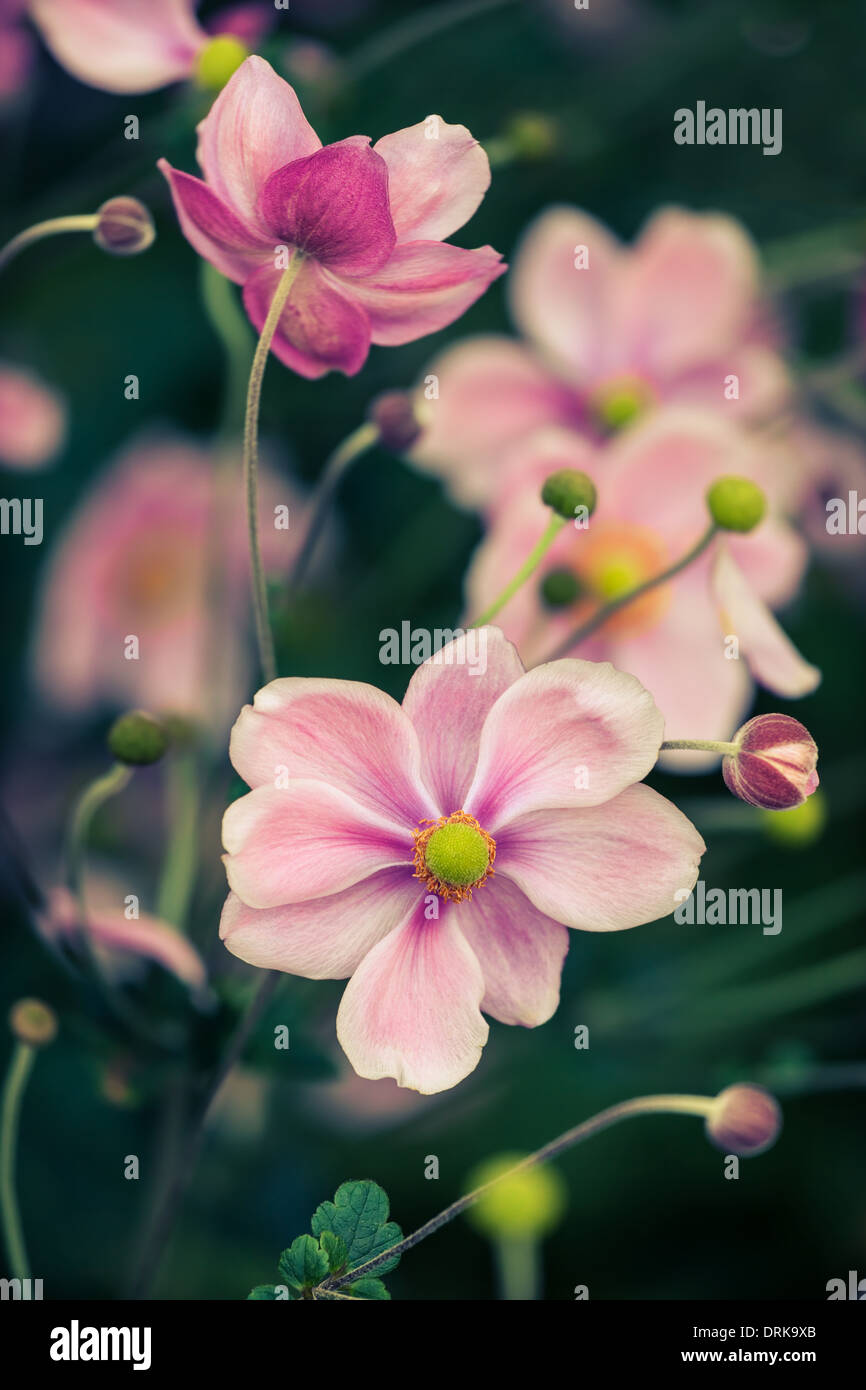 Japanische Anemone Blüte im Herbst Stockfoto