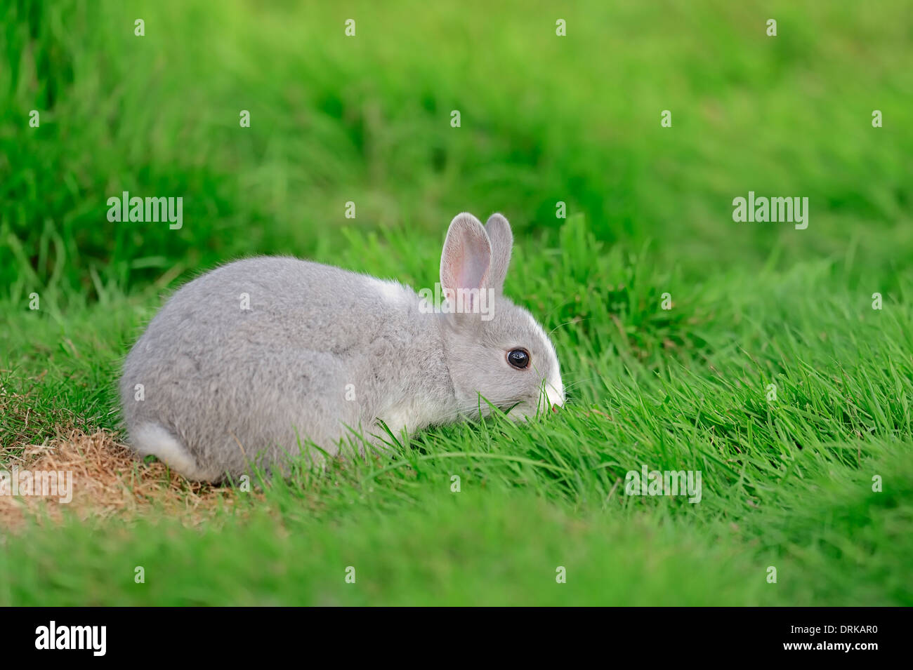 Junge Zwerg Kaninchen (Oryctolagus Cuniculus Forma Domestica) Stockfoto