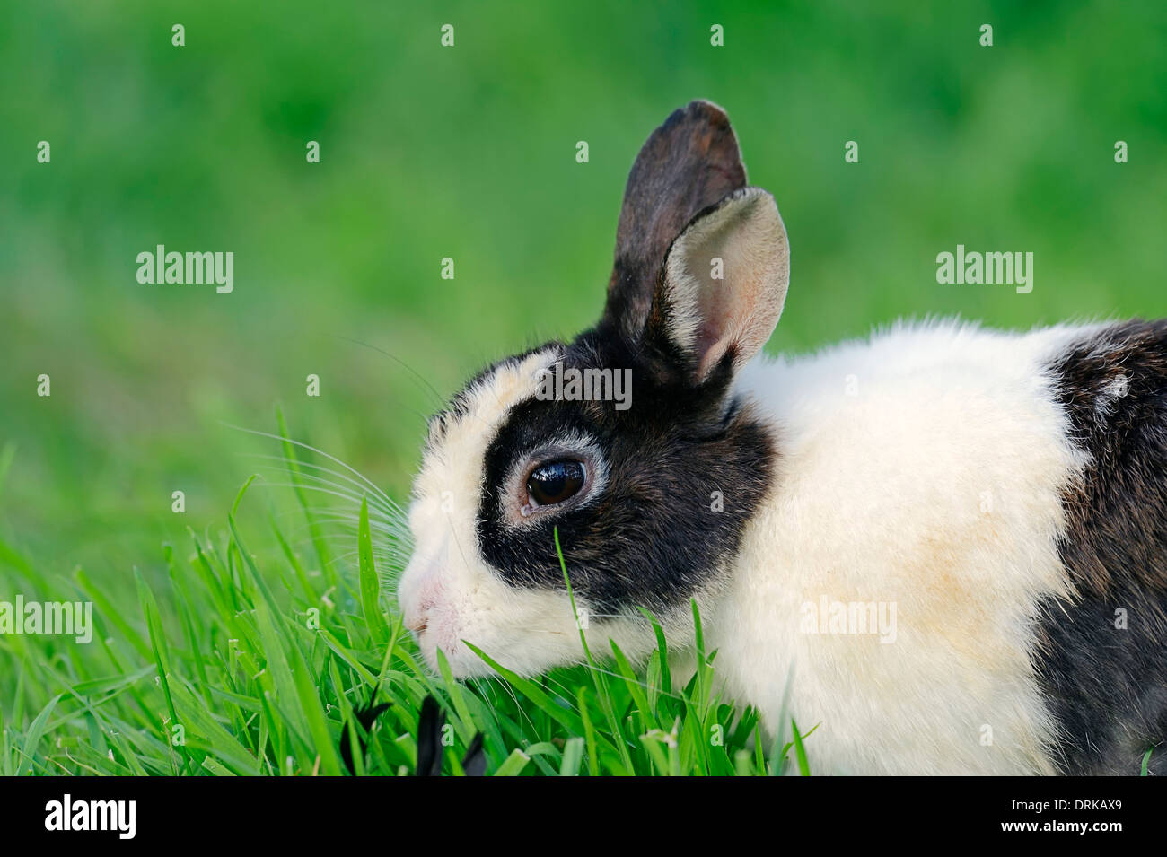 Zwerg-Kaninchen (Oryctolagus Cuniculus Forma Domestica) Stockfoto