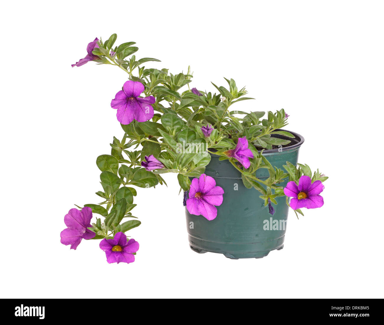 Eingemachten Sämling von einem Calibrachoa isoliert gegen weiß Stockfoto