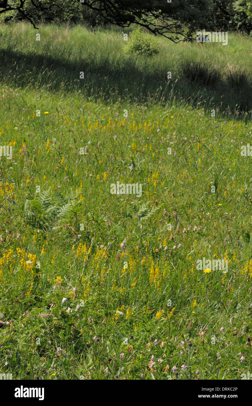 Pfarrhaus Wiesen Naturschutzgebiet Stockfoto