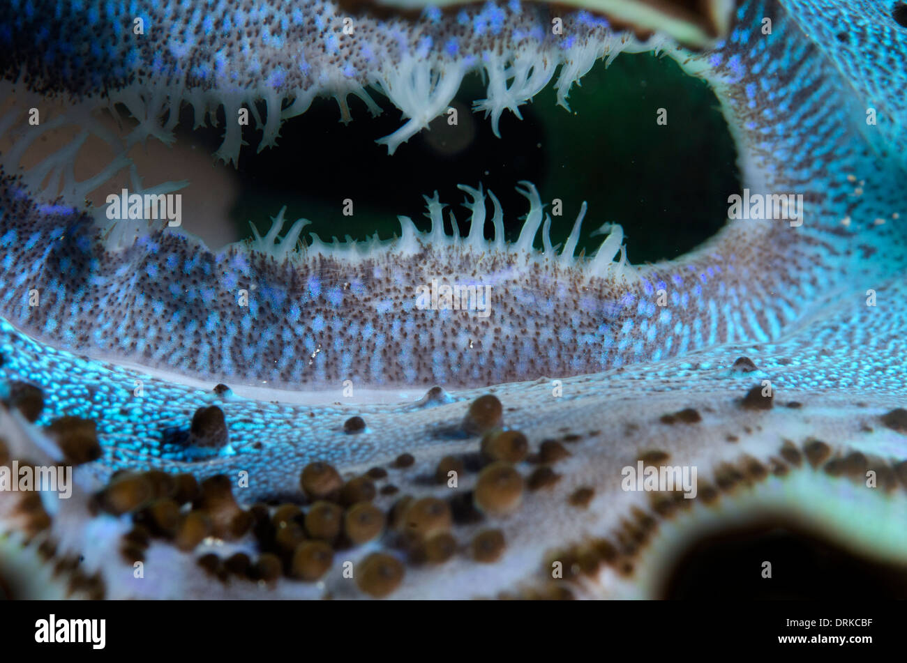 Riesenmuschel Mundwerkzeuge nah bis tropischen Meeren von Ägypten Stockfoto