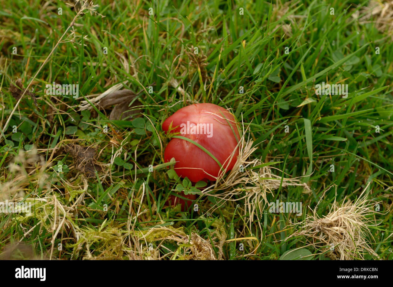 Ein Waxcap Pilz, wahrscheinlich Hygrocybe Coccinea wächst in Grünland Stockfoto