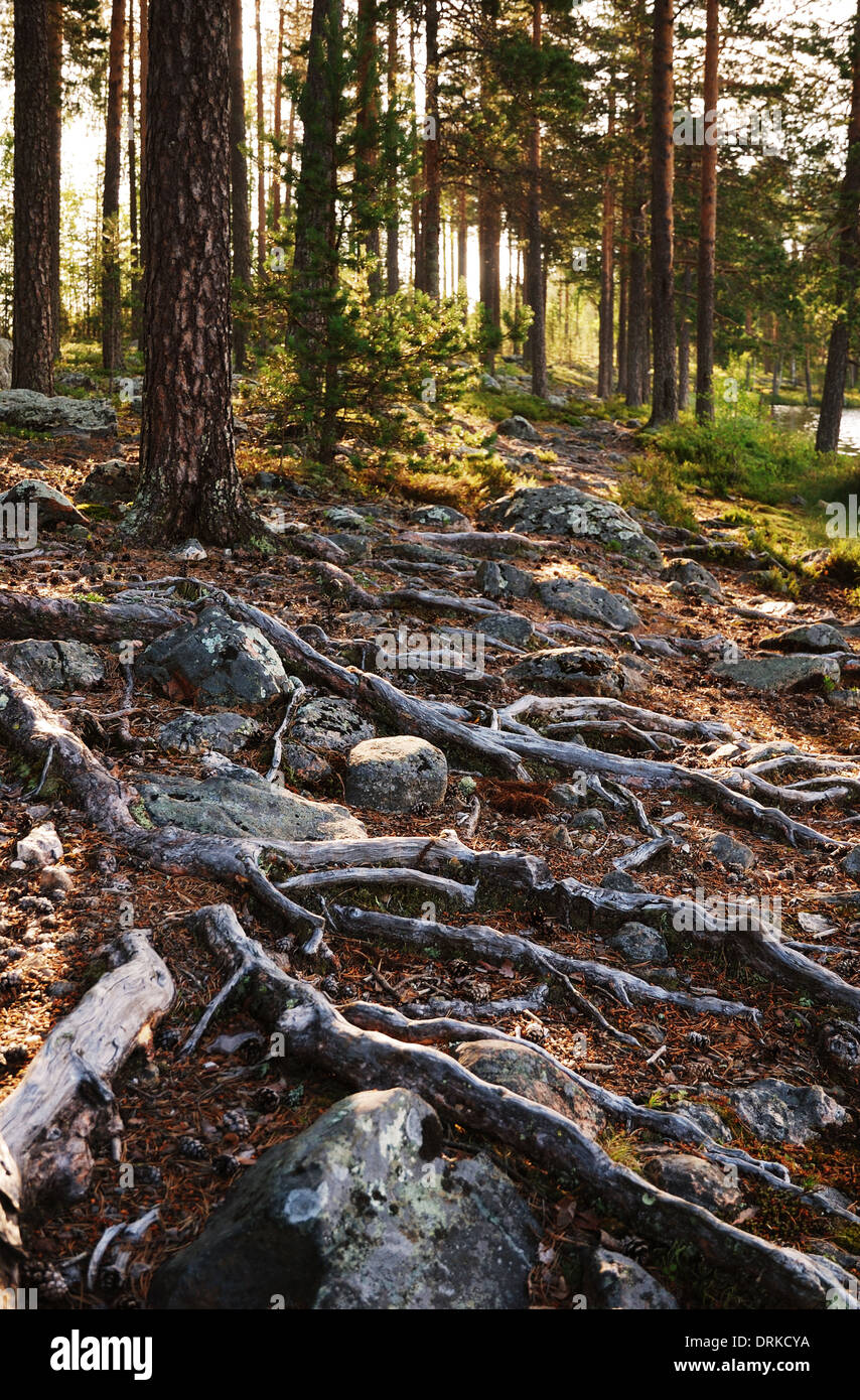 Steinigen Boden mit dicken Wurzeln am finnischen Wald Stockfoto