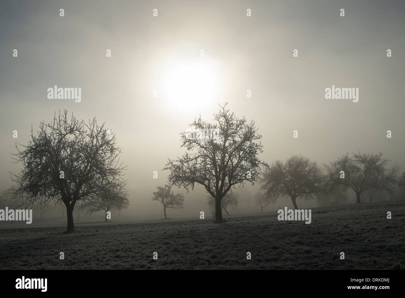 Deutschland, Baden-Württemberg, Tuttlingen Bezirk, Wiese mit vereinzelten Obstbäume und Nebelschwaden Stockfoto