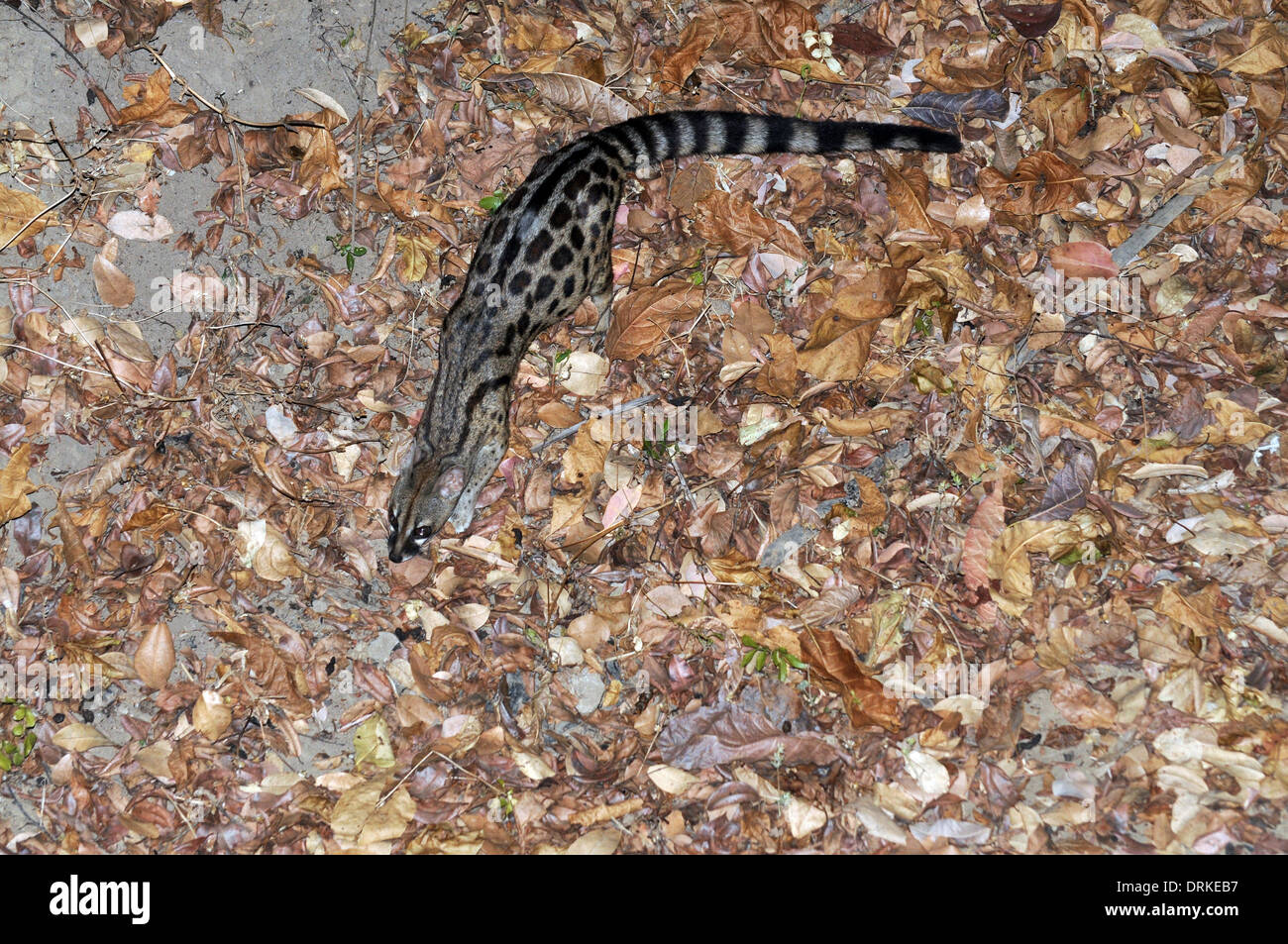 Large-spotted Genet (Genetta Tigrina). Auch bekannt als die gestromt oder rostig-spotted Genet. Stockfoto