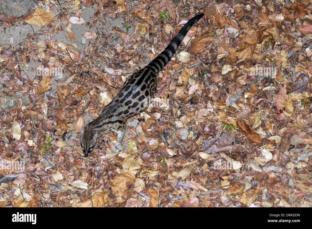 Large-spotted Genet (Genetta Tigrina). Auch bekannt als die gestromt oder rostig-spotted Genet. Stockfoto