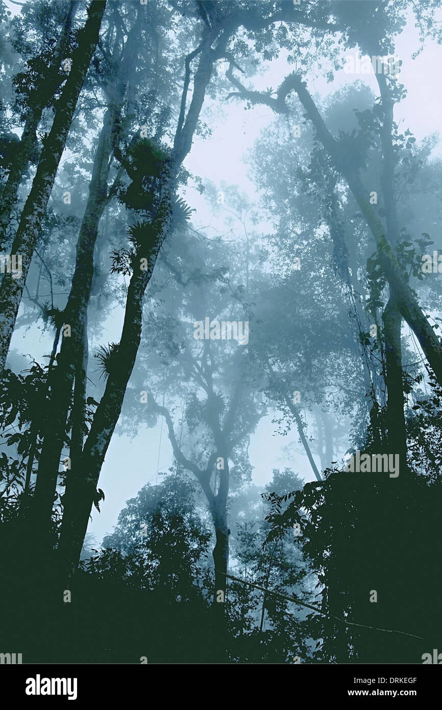 Selva Nublada oder Cloud-Regenwald - Cordillera Costera - Henri Pittier Nat Park Stockfoto