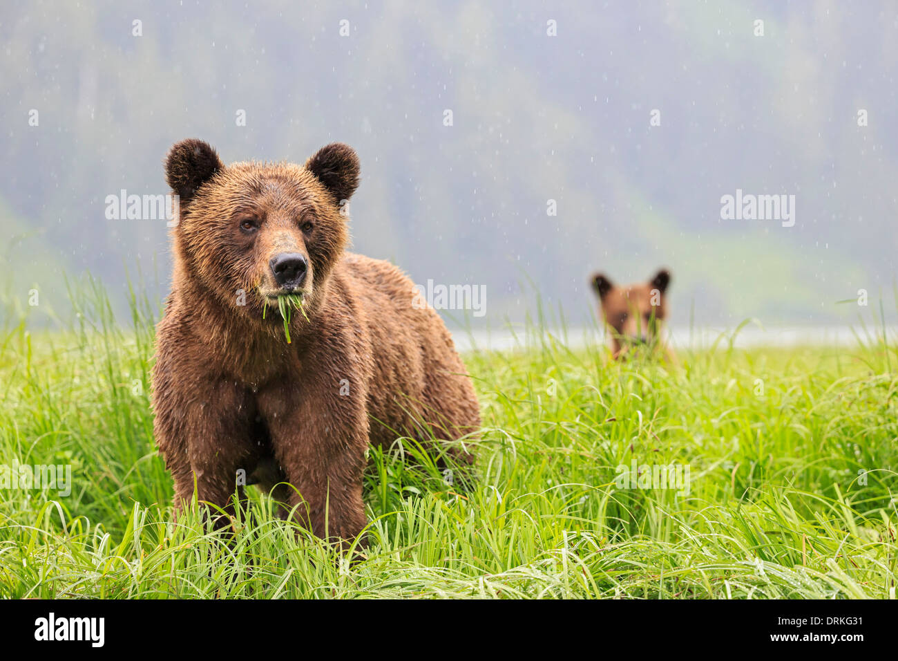 Kanada, Khutzeymateen Grizzly Bear Sanctuary, Grizzly-Bären essen grass Stockfoto