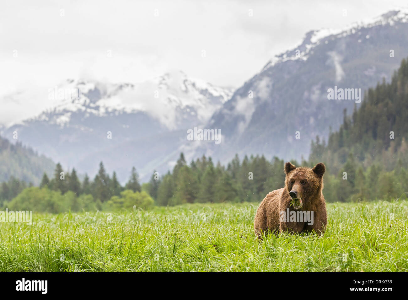 Kanada, Khutzeymateen Grizzly Bear Sanctuary, Grizzly Bear Grass Essen Stockfoto