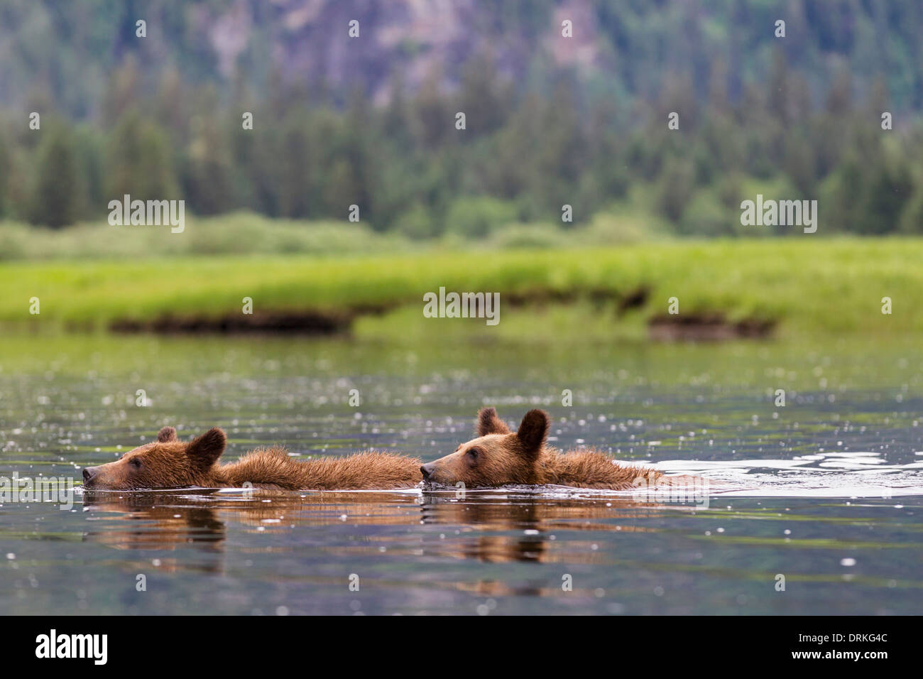 Kanada, Khutzeymateen Grizzly Bear Sanctuary, jungen Grizzlys, Schwimmen im See Stockfoto