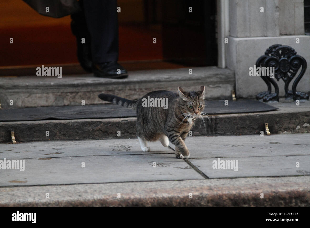 London, UK, 28. Januar 2014. Downing Street Katze gesehen an der Downing Street, Westminster, London, UK © Simon Matthews/Alamy Live Ne Stockfoto