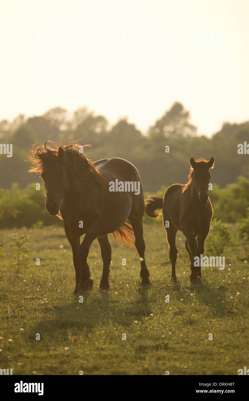 Losino wilde Pferde seltenes Tier Kroatien Europa Sava Stockfoto
