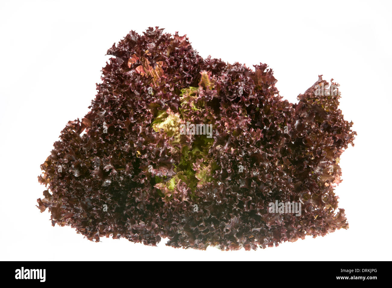 Isoliert, frischen Lollo Rosso (Batavia Salat) Salat. Stockfoto