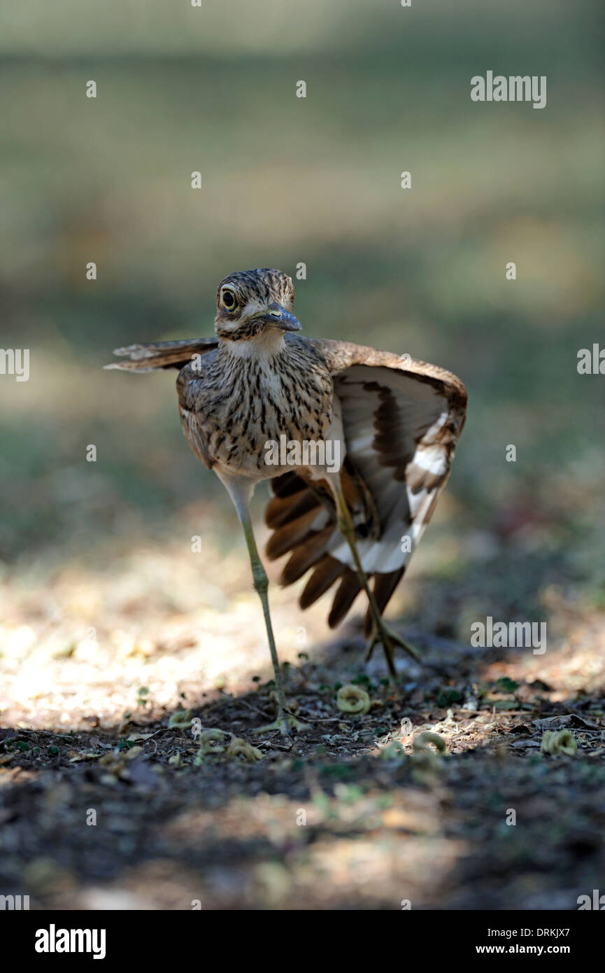 Wasser Thick-knee (Burhinus Vermiculatus) im Krüger Nationalpark, Südafrika Stockfoto