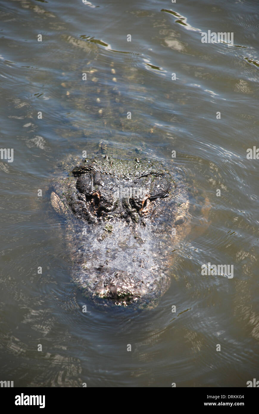 Alligatoren in GatorLand Orlando Florida USA Stockfoto