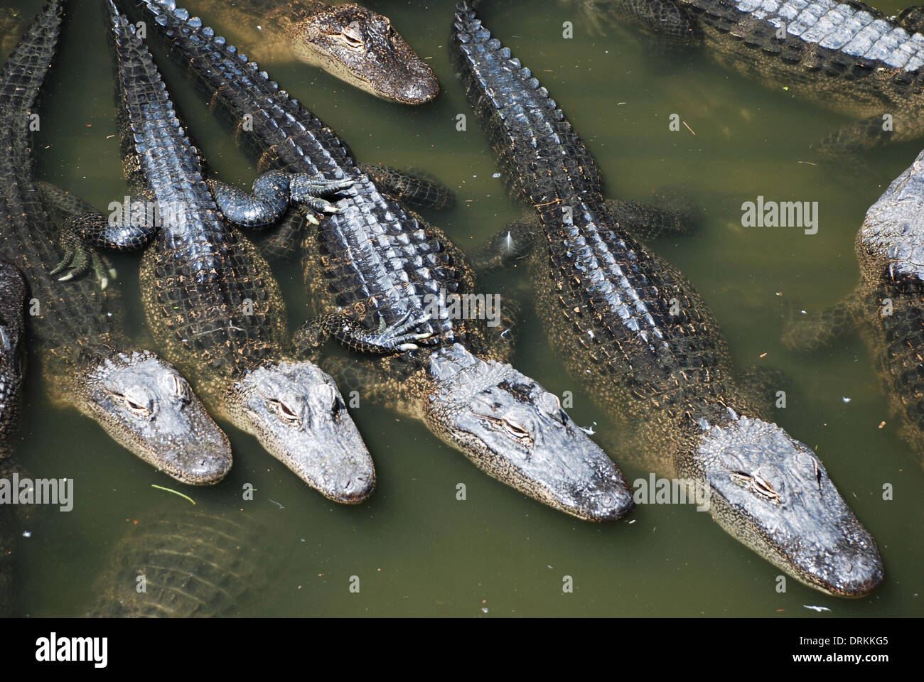 Alligatoren in GatorLand Orlando Florida USA Stockfoto