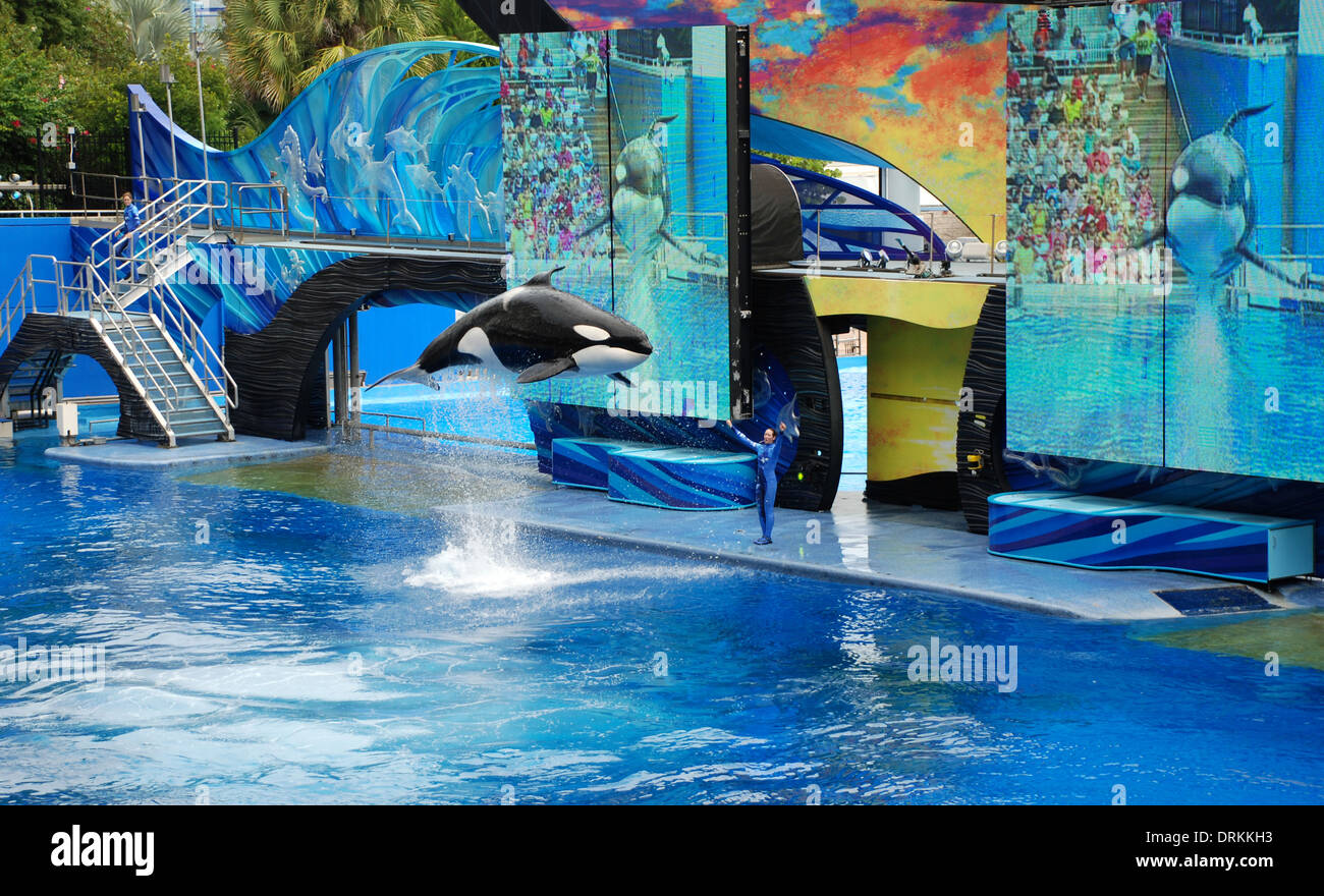 Shamu Sprung ins Pool Sea World Orlando Florida USA Stockfoto