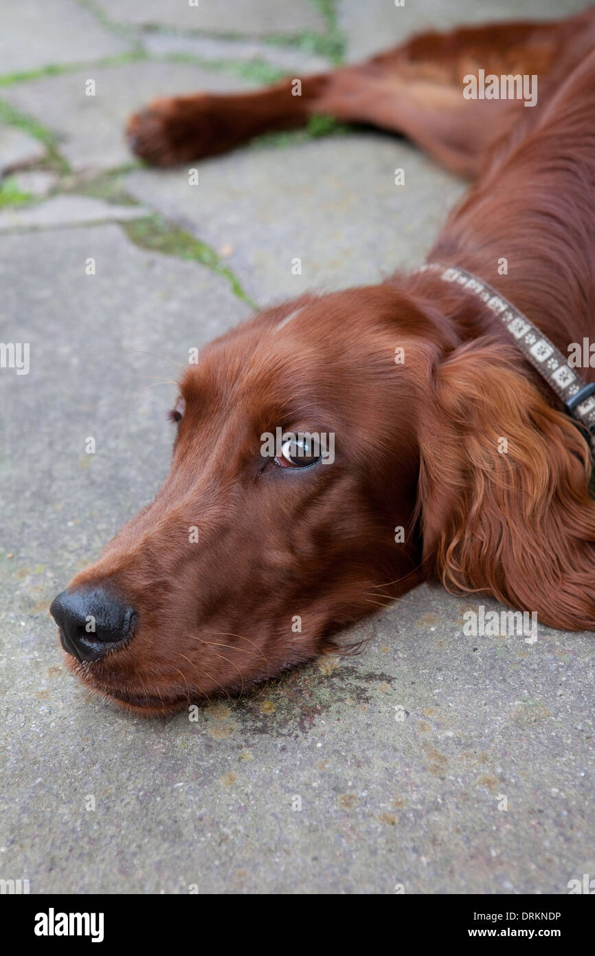 Irish Red Setter Hund, im Freien und Blick auf die Kamera. Stockfoto