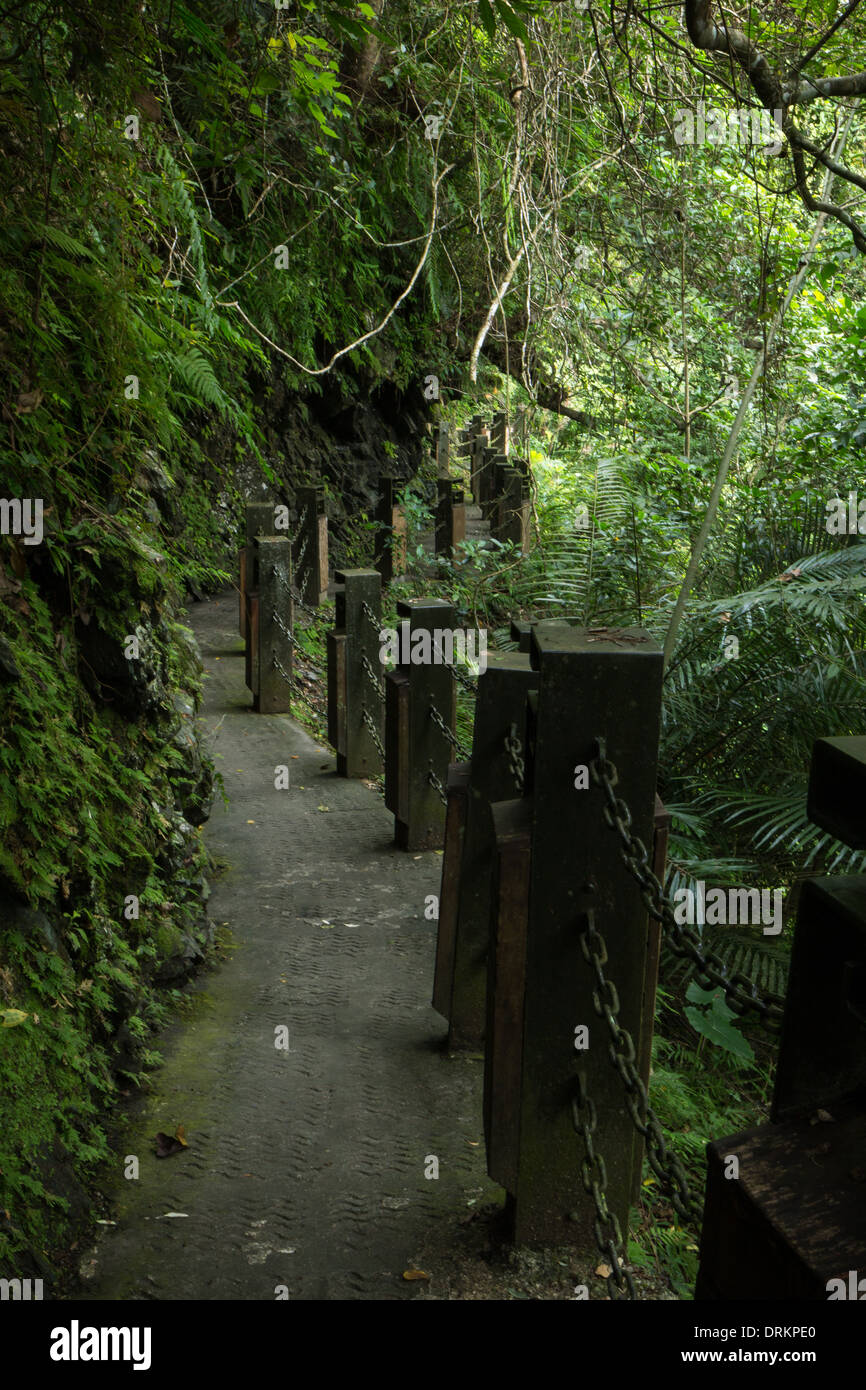 Gepflasterten Weg mit einem Zaun in einem Wald mit üppigen grünen Vegetation und Laub Stockfoto