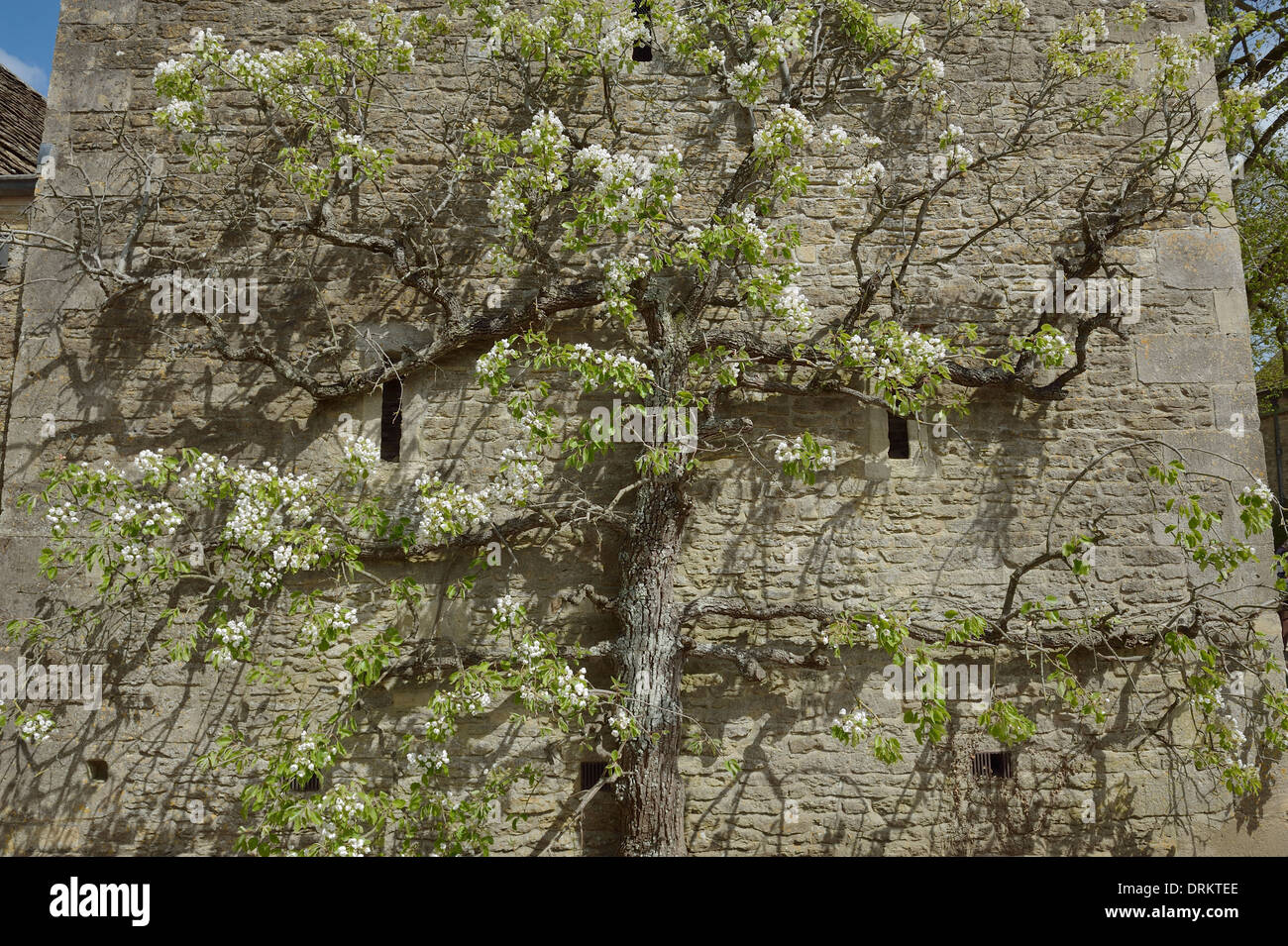 esplanaded Apfelbaum große Chalfield Manor Wiltshire England UK Stockfoto